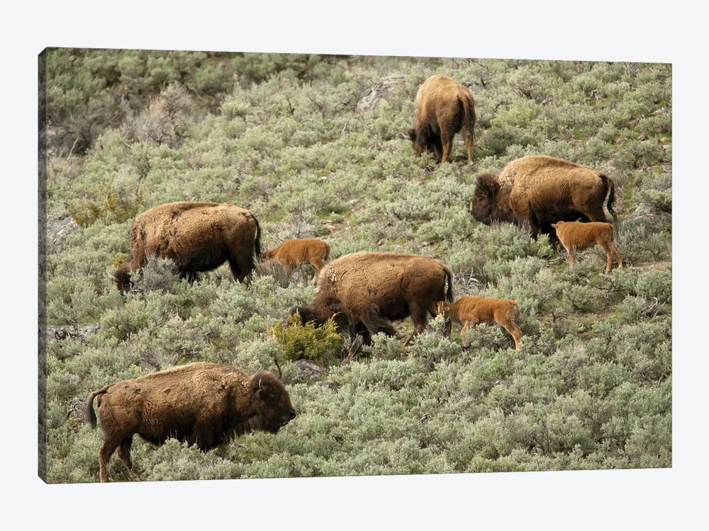 Female Bison And Calves Walking Down A Hill To Get To Water, Yellowstone National Park, Wyoming by Janet Horton 1-piece Canvas Art Print