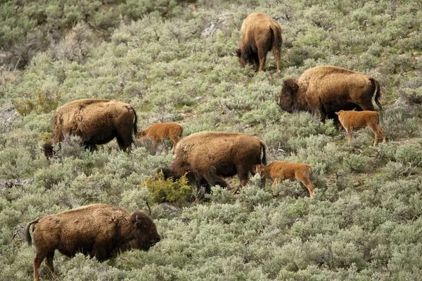 Janet Horton: Female Bison And Calves Walking Down A Hill To Get To Water, Yellowstone National Park, Wyoming by Janet Horton