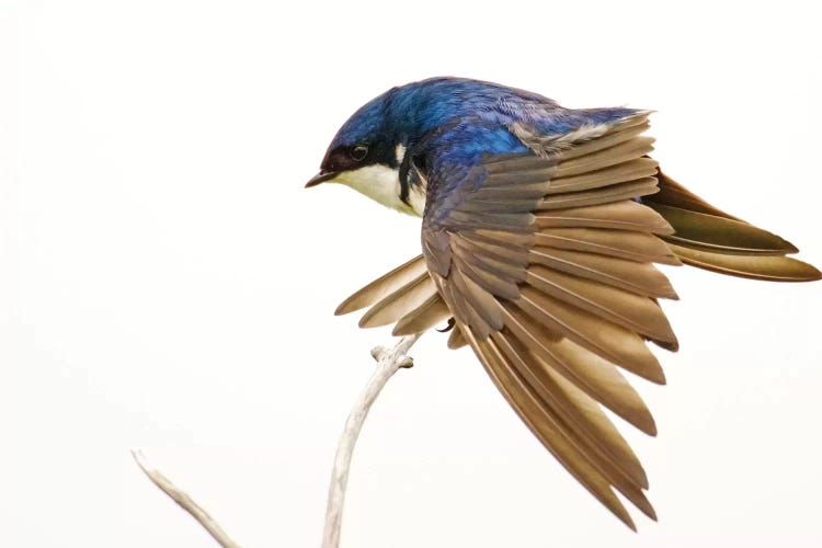 George Reifel Migratory Bird Sanctuary, Bc, Canada. Tree Swallow Stretching Wings.