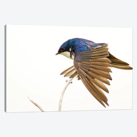 George Reifel Migratory Bird Sanctuary, Bc, Canada. Tree Swallow Stretching Wings. Canvas Print #JNH26} by Janet Horton Canvas Art