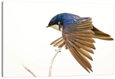 George Reifel Migratory Bird Sanctuary, Bc, Canada. Tree Swallow Stretching Wings. Canvas Art Print