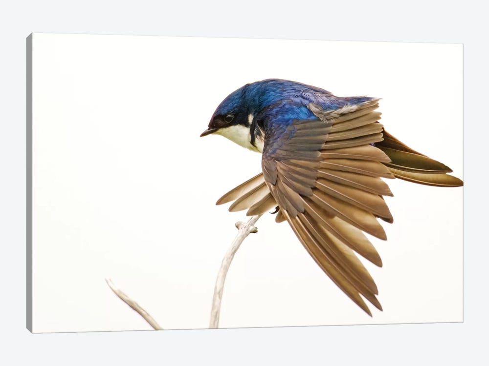 George Reifel Migratory Bird Sanctuary, Bc, Canada. Tree Swallow Stretching Wings. by Janet Horton 1-piece Canvas Art Print