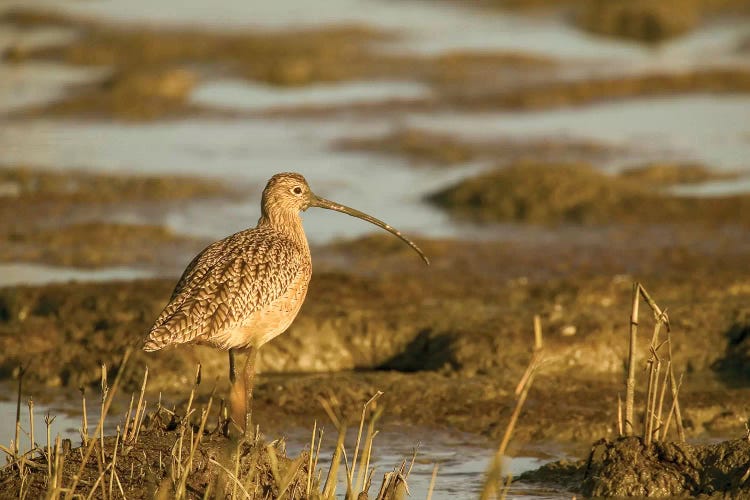 Long-Billed Curlew Walking In A Tidal Mudflat, Palo Alto Baylands Nature Preserve, California, USA