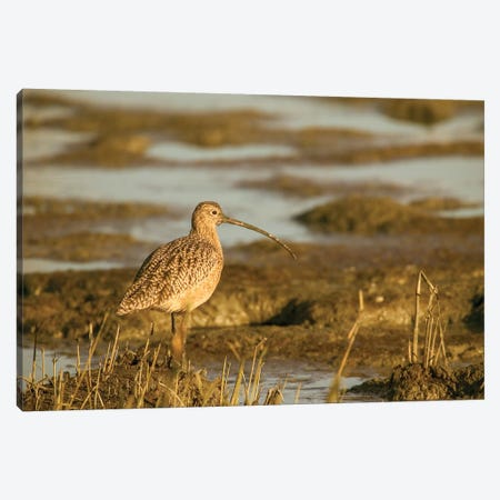 Long-Billed Curlew Walking In A Tidal Mudflat, Palo Alto Baylands Nature Preserve, California, USA Canvas Print #JNH28} by Janet Horton Canvas Art Print