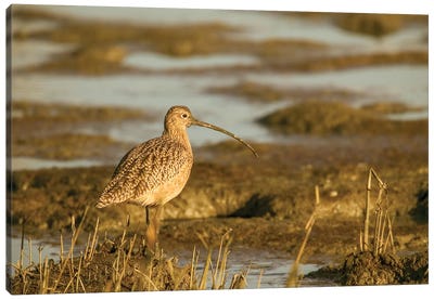 Long-Billed Curlew Walking In A Tidal Mudflat, Palo Alto Baylands Nature Preserve, California, USA Canvas Art Print