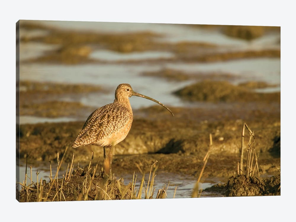 Long-Billed Curlew Walking In A Tidal Mudflat, Palo Alto Baylands Nature Preserve, California, USA by Janet Horton 1-piece Art Print