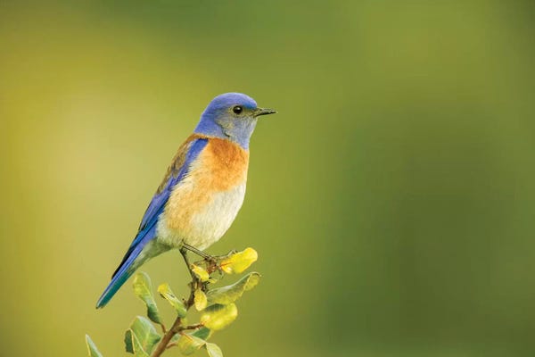 Janet Horton: Male Western Bluebird Sitting On The Top Of A Tree, San Simeon, California, USA by Janet Horton