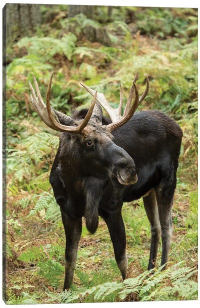 Bull Moose In Northwest Trek Wildlife Park, Eatonville, Washington, USA Canvas Art Print - Moose Art