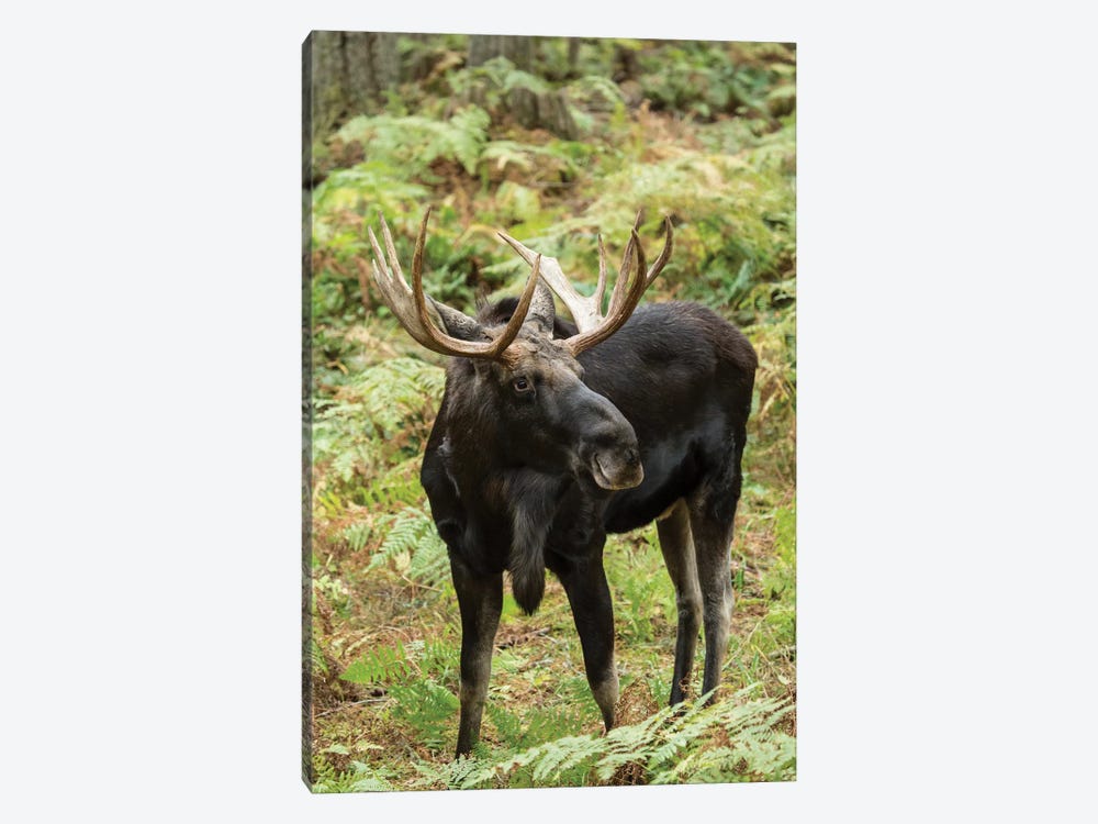 Bull Moose In Northwest Trek Wildlife Park, Eatonville, Washington, USA by Janet Horton 1-piece Art Print