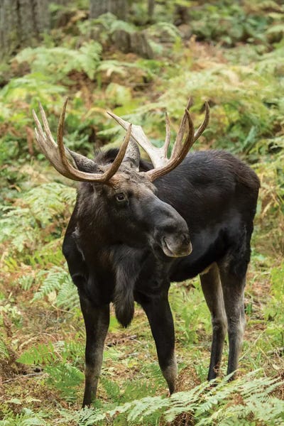 Janet Horton: Bull Moose In Northwest Trek Wildlife Park, Eatonville, Washington, USA by Janet Horton