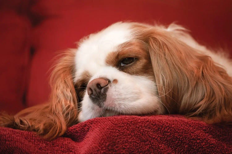 Issaquah, Washington State, USA. Cavalier King Charles Spaniel, Sleeping On A Towel-Covered Sofa