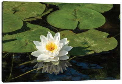 Issaquah, Washington State, USA. Fragrant Water Lily, Considered A Class C Noxious Weed In This Area. Canvas Art Print