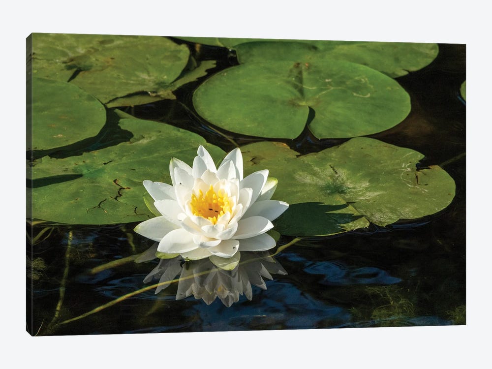 Issaquah, Washington State, USA. Fragrant Water Lily, Considered A Class C Noxious Weed In This Area. by Janet Horton 1-piece Canvas Art Print