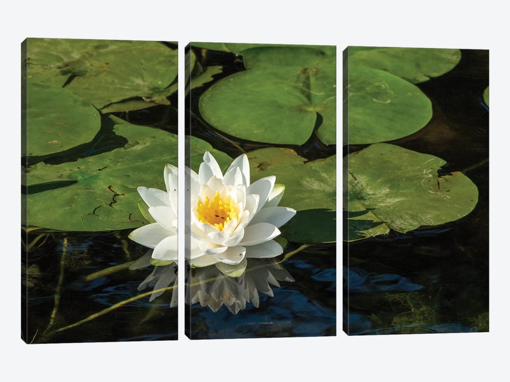 Issaquah, Washington State, USA. Fragrant Water Lily, Considered A Class C Noxious Weed In This Area. by Janet Horton 3-piece Canvas Print