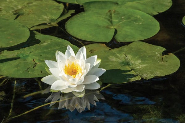 Water Lilies: Issaquah, Washington State, USA. Fragrant Water Lily, Considered A Class C Noxious Weed In This Area. by Janet Horton