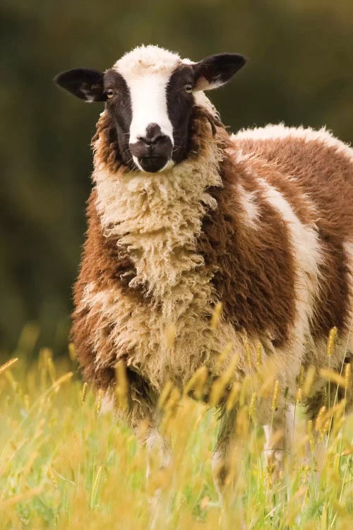 Dorset Sheep In A Pasture, Galena, Illinois, USA