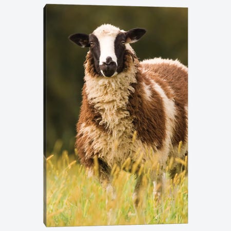 Galena, Illinois, USA. Dorset sheep in a pasture. Canvas Print #JNH3} by Janet Horton Canvas Art Print