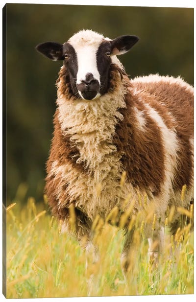 Dorset Sheep In A Pasture, Galena, Illinois, USA Canvas Art Print
