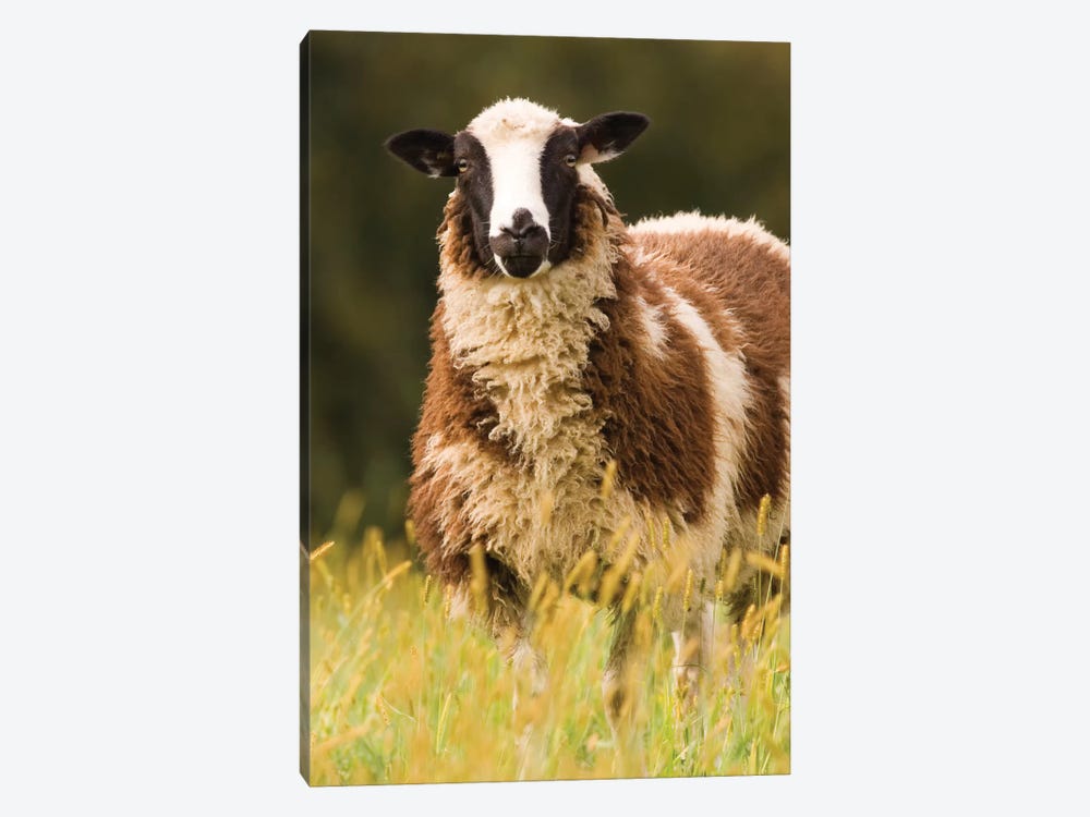 Dorset Sheep In A Pasture, Galena, Illinois, USA by Janet Horton 1-piece Canvas Artwork