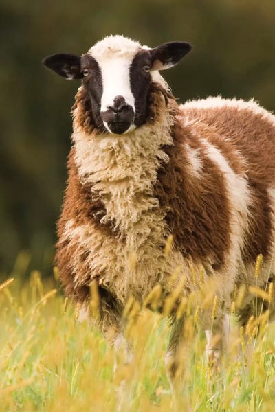 Janet Horton: Dorset Sheep In A Pasture, Galena, Illinois, USA by Janet Horton