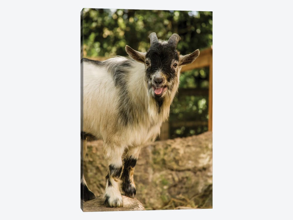 African Pygmy Goat Calling, Issaquah, Washington, USA by Janet Horton 1-piece Art Print