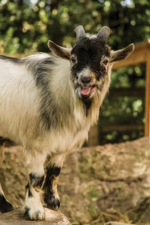 African Pygmy Goat Calling, Issaquah, Washington, USA