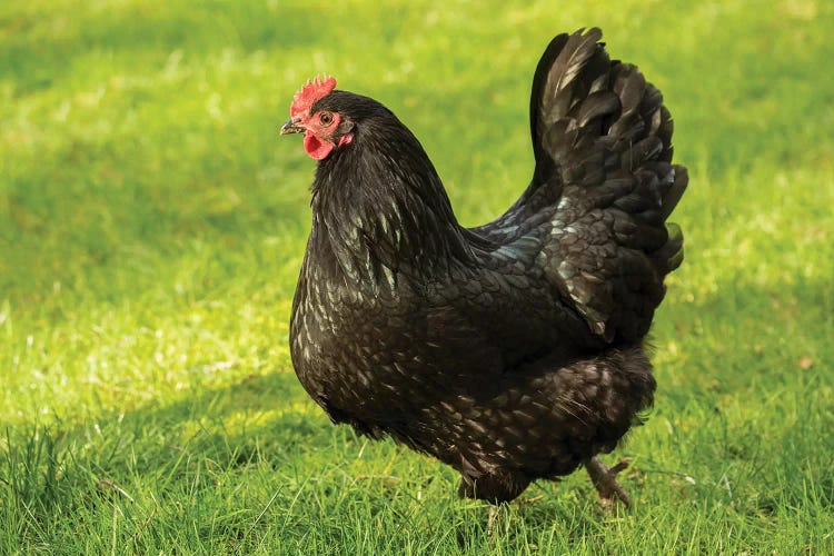 Free-ranging Black Australorp Chicken, Issaquah, Washington, USA