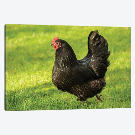 Issaquah, WA. Free-ranging Black Australorp chicken.  Canvas Print #JNH5} by Janet Horton Canvas Artwork