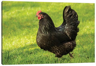 Free-ranging Black Australorp Chicken, Issaquah, Washington, USA Canvas Art Print