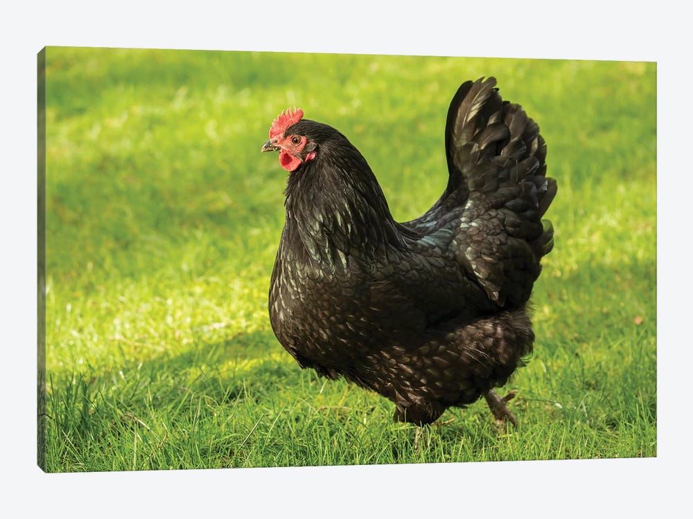 Free-ranging Black Australorp Chicken, Issaquah, Washington, USA by Janet Horton 1-piece Canvas Wall Art