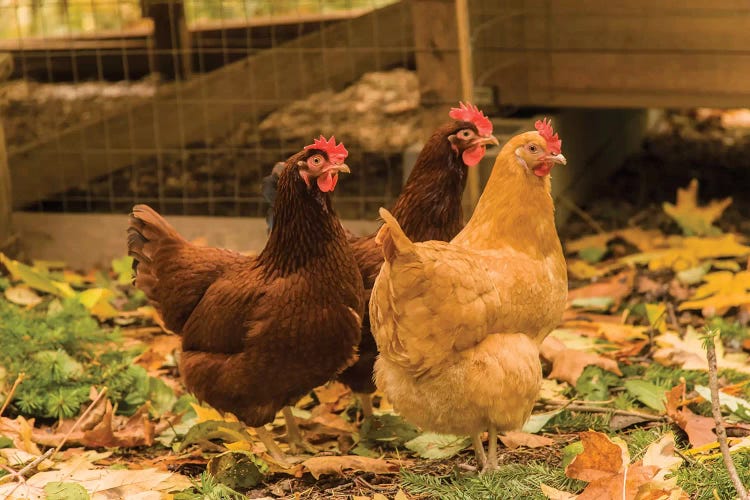 Issaquah, WA. Free-ranging Buff Orpington and Rhode Island Red chickens 