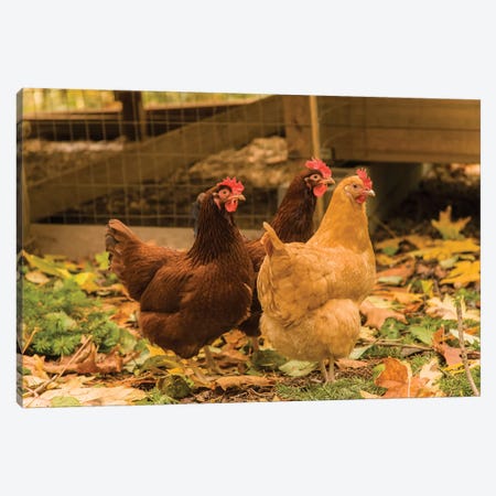 Issaquah, WA. Free-ranging Buff Orpington and Rhode Island Red chickens  Canvas Print #JNH6} by Janet Horton Canvas Art