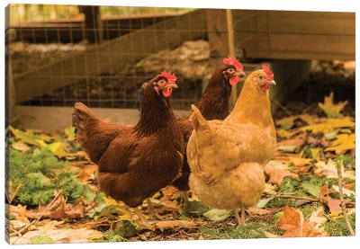 Issaquah, WA. Free-ranging Buff Orpington and Rhode Island Red chickens  Canvas Art Print