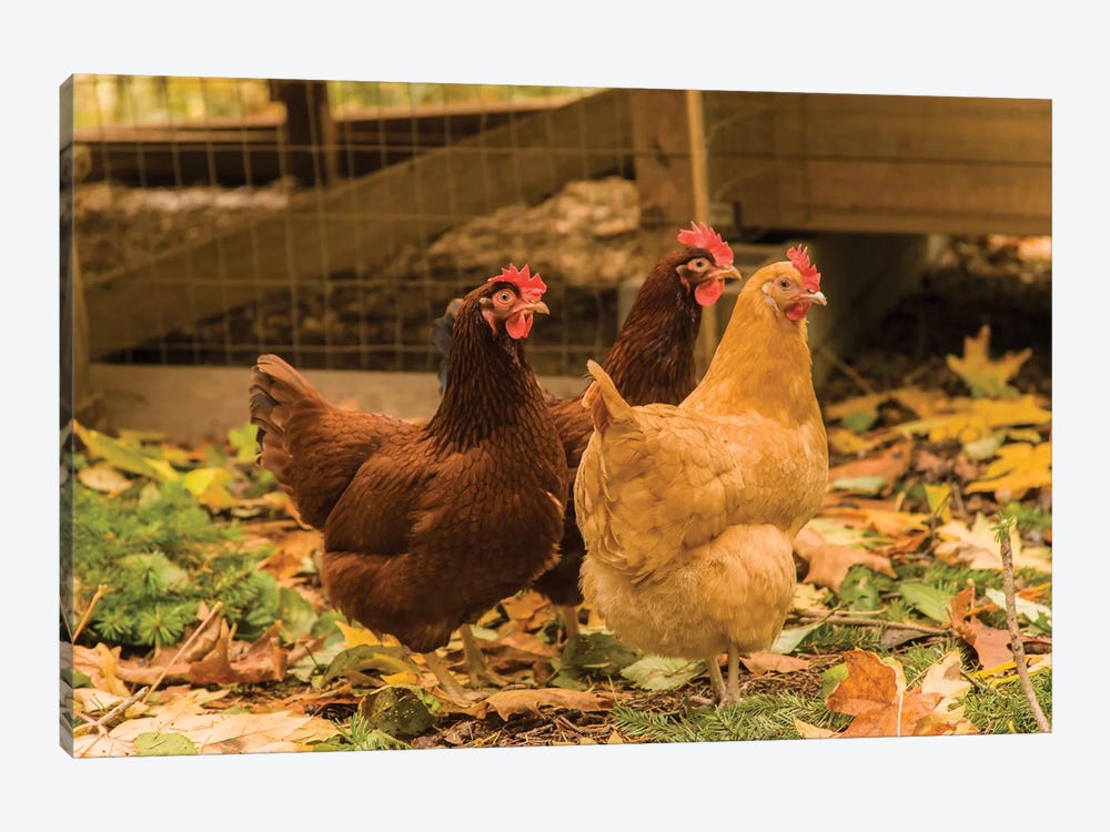 Issaquah, WA. Free-ranging Buff Orpington and Rhode Island Red chickens  by Janet Horton 1-piece Canvas Print