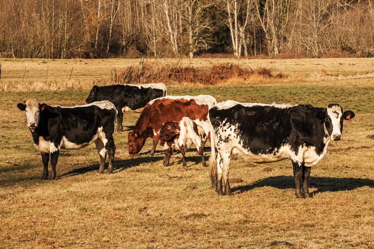 Pinzgauer Beef Cattle Grazing In A Pasture I, Issaquah, Washington, USA