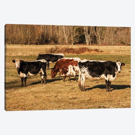 Issaquah, WA. Pinzgauer beef cattle grazing in pasture. Canvas Print #JNH7} by Janet Horton Canvas Art