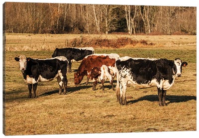 Pinzgauer Beef Cattle Grazing In A Pasture I, Issaquah, Washington, USA Canvas Art Print