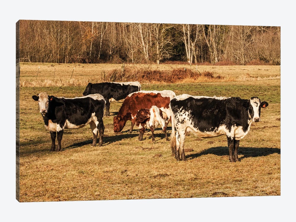 Pinzgauer Beef Cattle Grazing In A Pasture I, Issaquah, Washington, USA by Janet Horton 1-piece Canvas Art