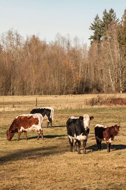 Pinzgauer Beef Cattle Grazing In A Pasture II, Issaquah, Washington, USA