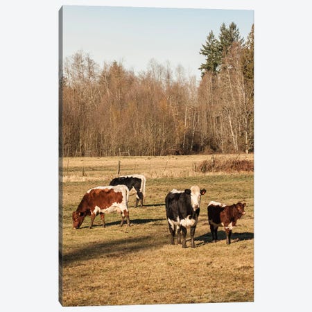 Issaquah, WA. Pinzgauer beef cattle grazing in pasture. Canvas Print #JNH8} by Janet Horton Canvas Print