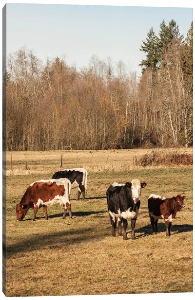 Pinzgauer Beef Cattle Grazing In A Pasture II, Issaquah, Washington, USA Canvas Art Print
