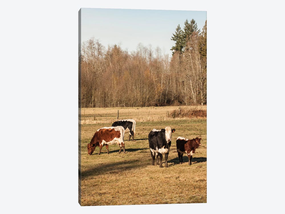Pinzgauer Beef Cattle Grazing In A Pasture II, Issaquah, Washington, USA by Janet Horton 1-piece Canvas Art Print