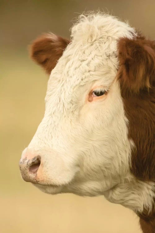 Close-Up Portrait Of A Hereford Cow In A Pasture, La Conner, Washington, USA