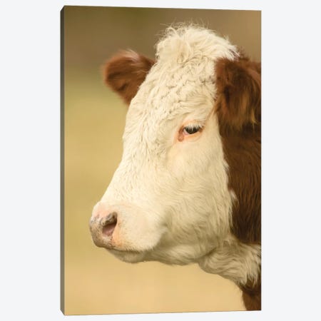 La Conner, WA. Close-up portrait of a Hereford cow in pasture. Canvas Print #JNH9} by Janet Horton Canvas Print