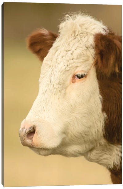 Close-Up Portrait Of A Hereford Cow In A Pasture, La Conner, Washington, USA Canvas Art Print