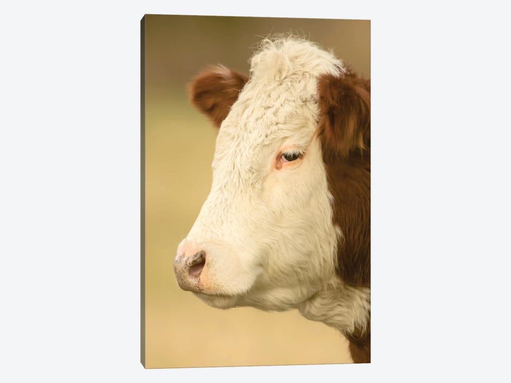 Close-Up Portrait Of A Hereford Cow In A Pasture, La Conner, Washington, USA 1-piece Canvas Art