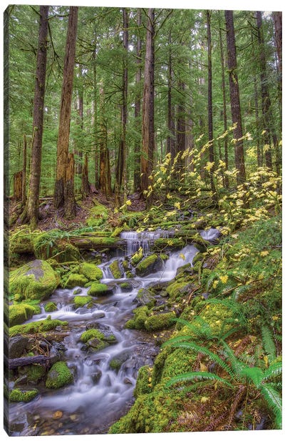 Forest Landscape With Cascading Stream, Sol Duc River Valley, Olympic National Park, Washington, USA Canvas Art Print