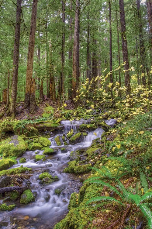 Forest Landscape With Cascading Stream, Sol Duc River Valley, Olympic National Park, Washington, USA