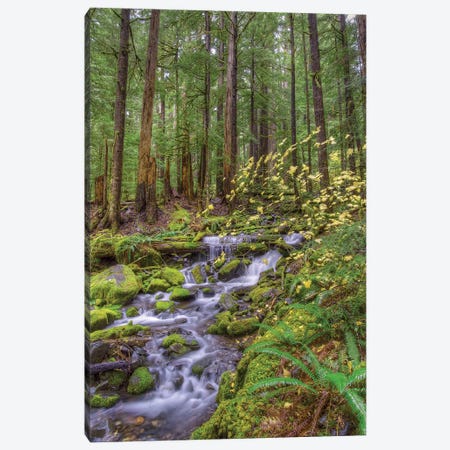 Forest Landscape With Cascading Stream, Sol Duc River Valley, Olympic National Park, Washington, USA Canvas Print #JNS1} by Jones & Shimlock Canvas Print