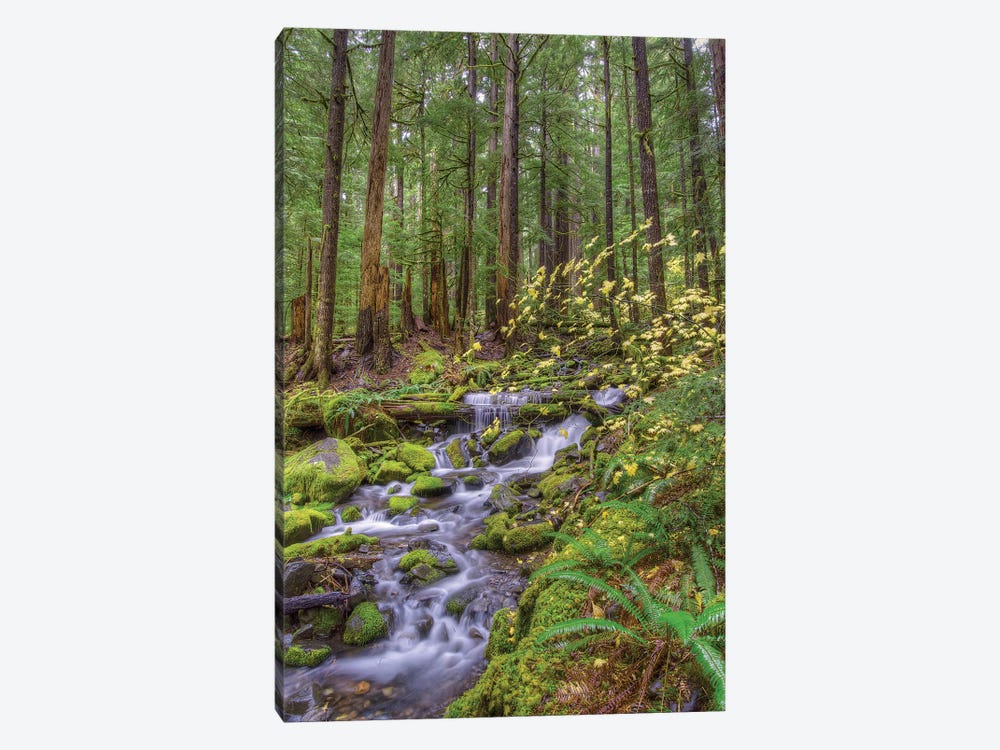 Forest Landscape With Cascading Stream, Sol Duc River Valley, Olympic National Park, Washington, USA 1-piece Art Print